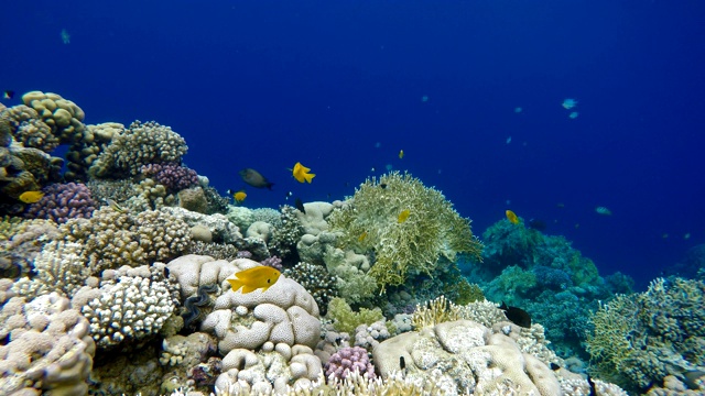 珊瑚礁。热带鱼海洋生物视频在水中。视频素材