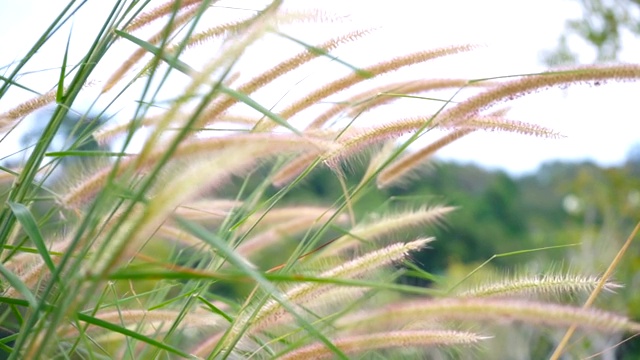 夏日阳光下的天然草花。视频素材