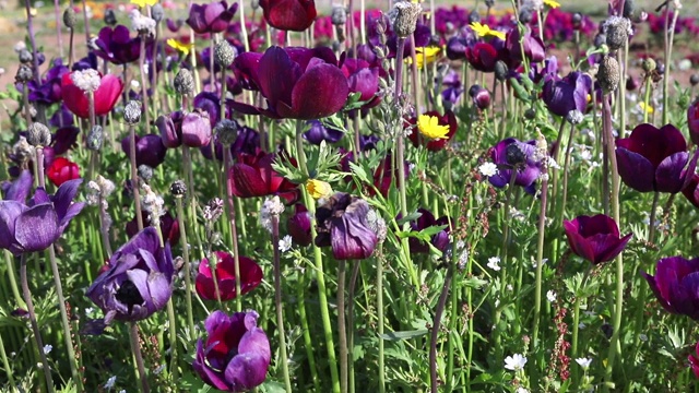 草地上开着郁金香花视频素材