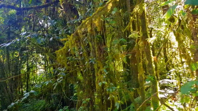 云雾林生物保护区蒙特维德，哥斯达黎加视频素材