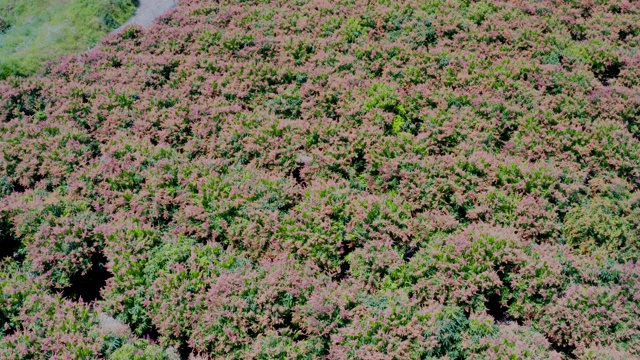 盛开的芒果花园视频素材