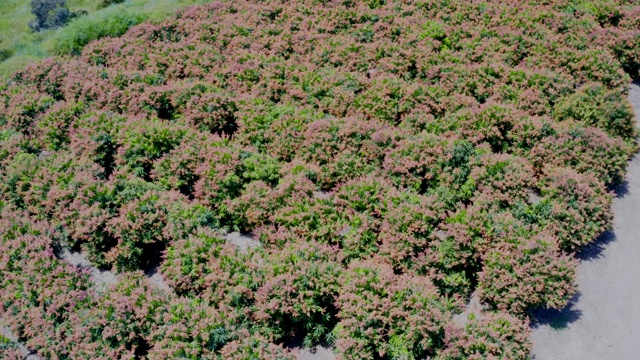 盛开的芒果花园视频素材