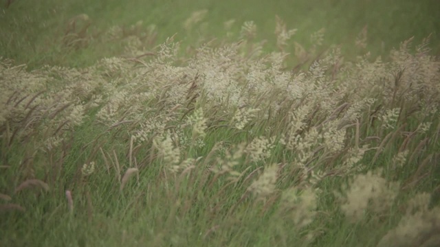 燕麦田运动风视频素材