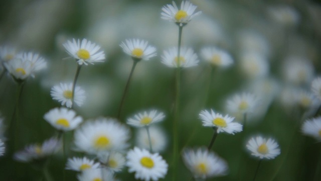 雏菊散景# 4视频素材