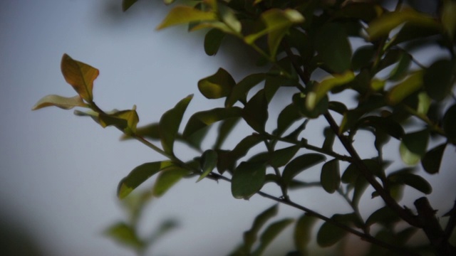 被风吹动的植物的叶子视频素材