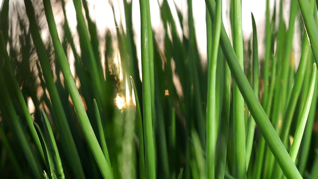 大葱种植的农业背景视频素材