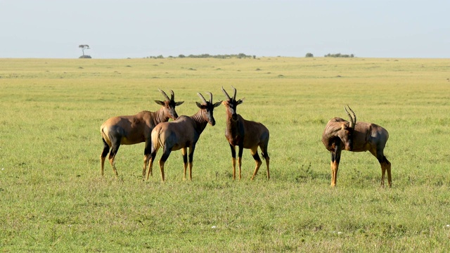 Topi Antelope, Damaliscus lunatus，群，马赛马拉国家保护区，肯尼亚，非洲视频素材