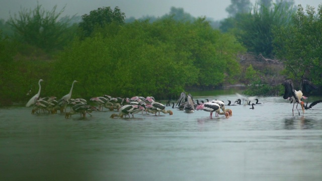 彩鹳、斑嘴鹈鹕、鸬鹚、白鹭和燕鸥在湿地觅食，红树林是天然的防波堤。红树林是动物和水生动物的栖息地。视频素材