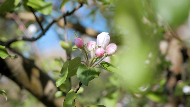 近距离看树枝上的白苹果花蕾。在春天的花园里苹果树开花的特写。缓慢的运动。浅景深。春季的一天。蓝色的天空。视频素材