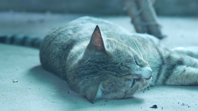猫睡觉时动着头视频素材
