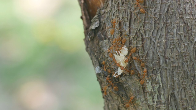 织叶蚁移动幼虫视频素材