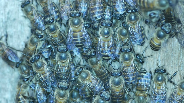 一群蜜蜂视频素材