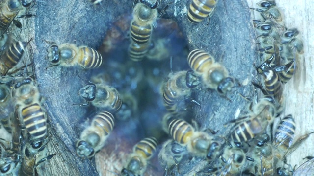一群蜜蜂在入口处视频素材
