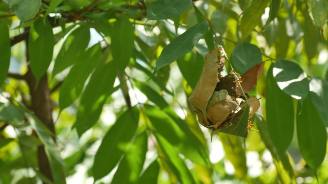 树上有织叶蚁巢视频素材