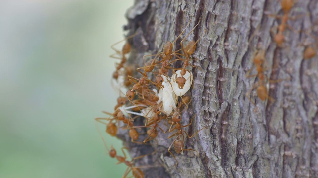蚂蚁的幼虫被蚂蚁移动视频素材