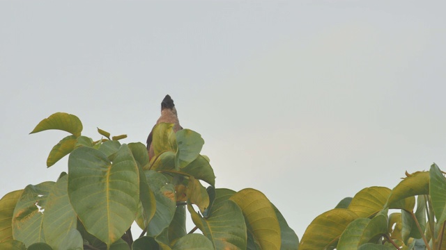 栖息在树冠上的红须白头翁视频素材