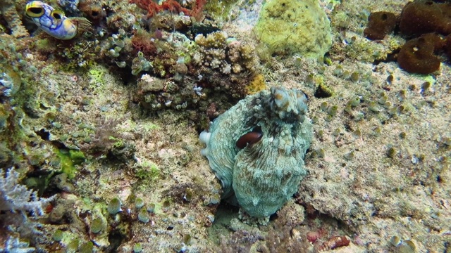 在珊瑚上游动的普通章鱼视频素材