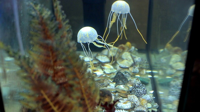 家庭水族馆里的小水母视频素材