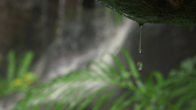 在模糊的雨林瀑布背景下，洞穴下的水滴特写。选择的重点。视频下载