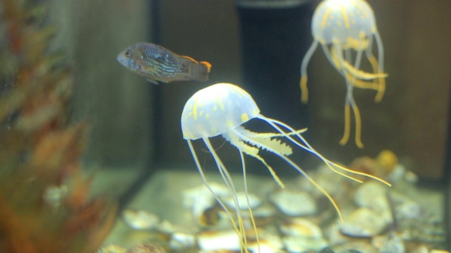 家庭水族馆里的小水母视频素材