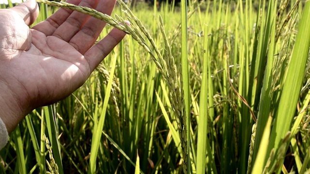 农民用手耕种稻田。软焦点视频素材