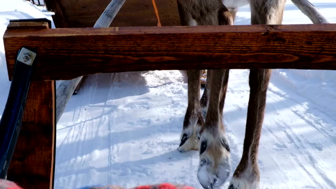 4K慢镜头:驯鹿的腿在雪地上行走的特写镜头。芬兰罗瓦涅米的雪橇之旅视频下载