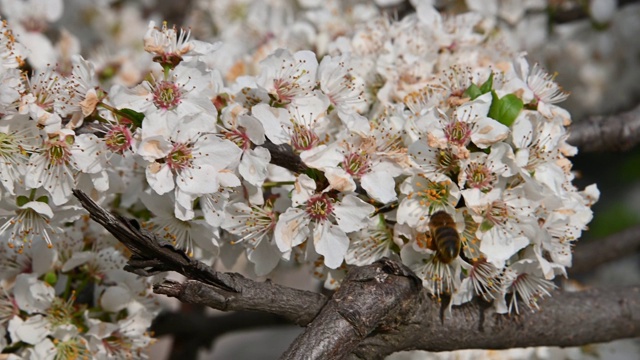 近距离观察蜜蜂在白色樱桃梅花上视频素材