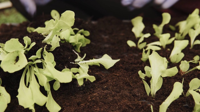 农民种植生菜沙拉幼苗视频素材