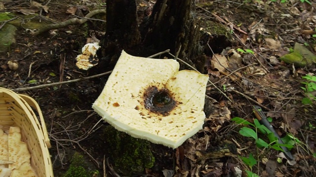 人类在森林里用一把刀采树精的马鞍蘑菇。在柳条篮子里收获野生灵芝蘑菇。森林里采摘的野生食物。视频素材