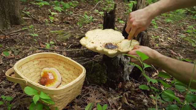 树精的马鞍蘑菇和柳条篮子里的灵芝蘑菇。野生动物在森林中寻找可食用的蘑菇和植物。视频素材