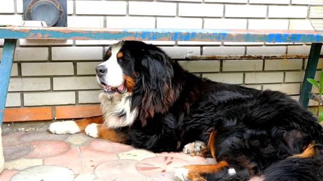 大伯恩斯山地犬靠在房子的墙上。视频素材