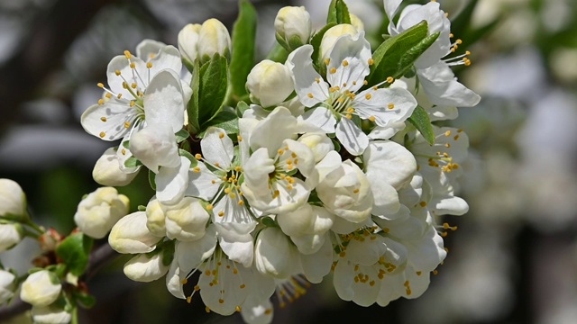 靠近白色的樱花梅花视频素材