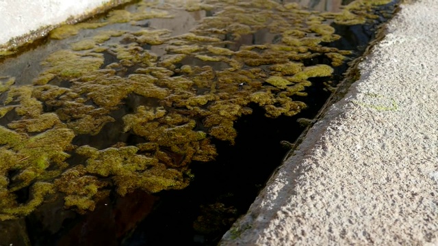 长满苔藓的水池，海藻和劣质的水视频素材