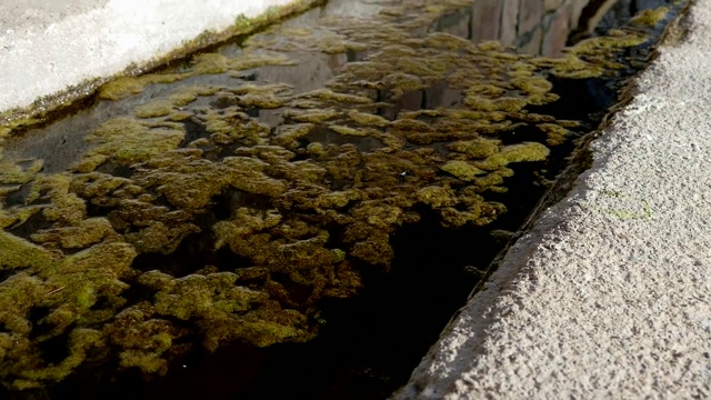 长满苔藓的水池，海藻和劣质的水视频素材