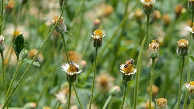 蜜蜂采白花花蜜。视频素材