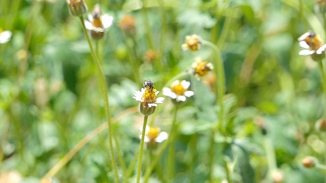 蜜蜂采白花花蜜的慢动作。视频素材