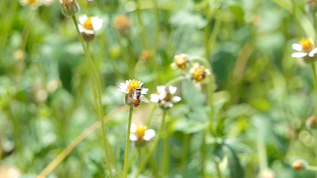 蜜蜂采白花花蜜的慢动作。视频素材