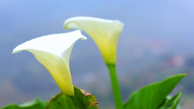 百合花在山背景的花园里。视频素材