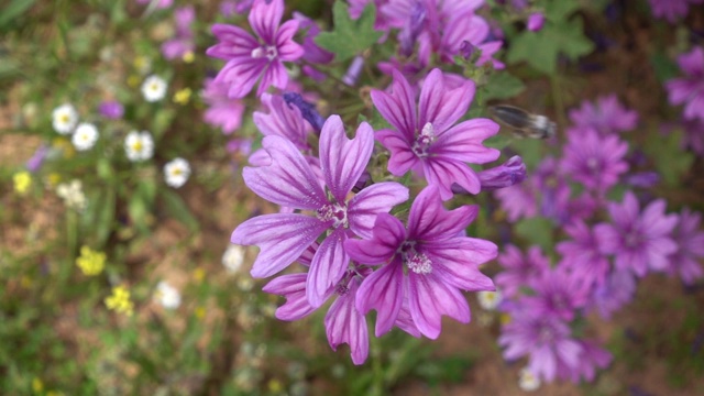 蜜蜂带着花粉飞离紫锦葵花视频素材