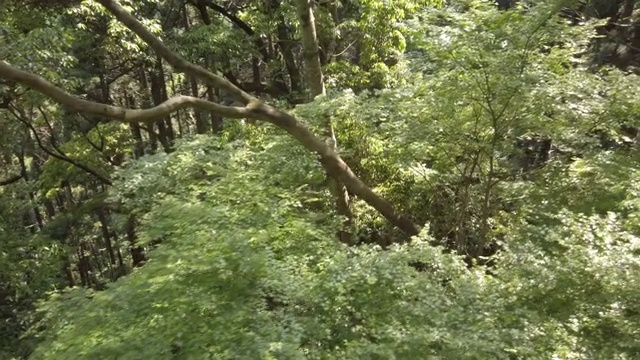 森林景观使用索道缆车视频素材