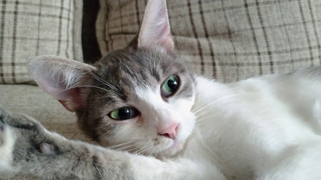 灰条纹虎斑猫躺在沙发上打哈欠视频素材