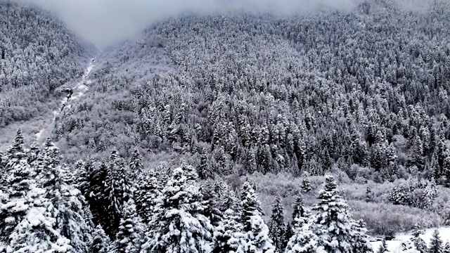 在冬天阴天森林的鸟瞰图。冬天大自然美丽的云杉和松树在雪地里视频素材