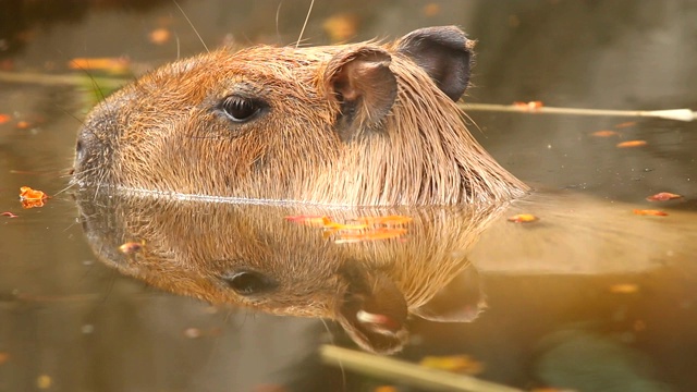 水豚在池塘里游泳视频素材