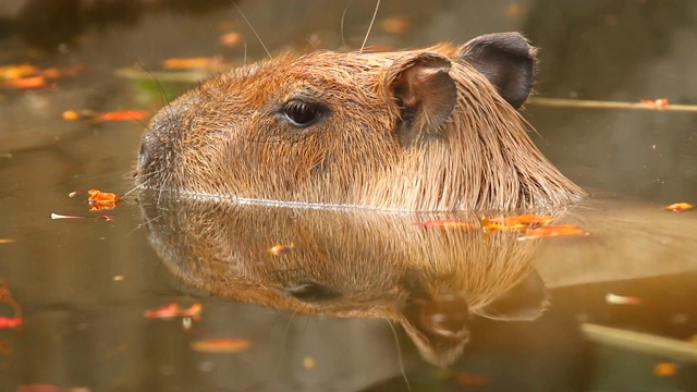 水豚在池塘里游泳视频素材