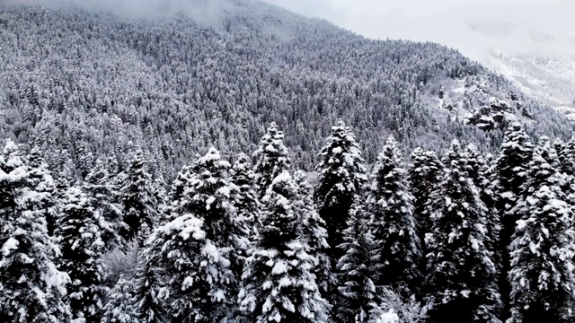 在冬天阴天森林的鸟瞰图。冬天大自然美丽的云杉和松树在雪地里视频素材