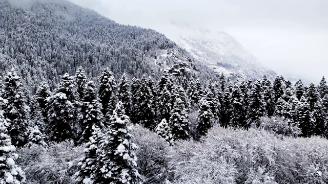 在冬天阴天森林的鸟瞰图。冬天大自然美丽的云杉和松树在雪地里视频素材