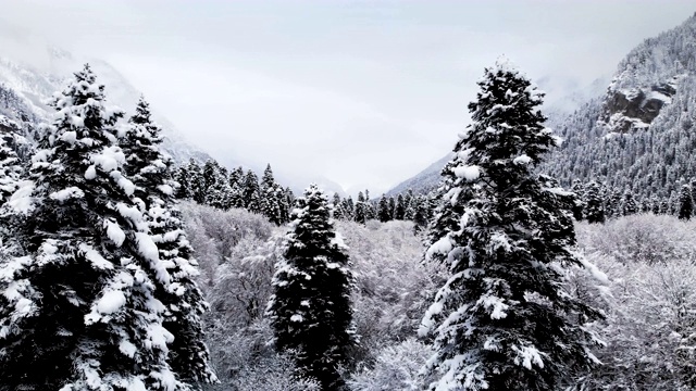 在冬天阴天森林的鸟瞰图。冬天大自然美丽的云杉和松树在雪地里视频素材