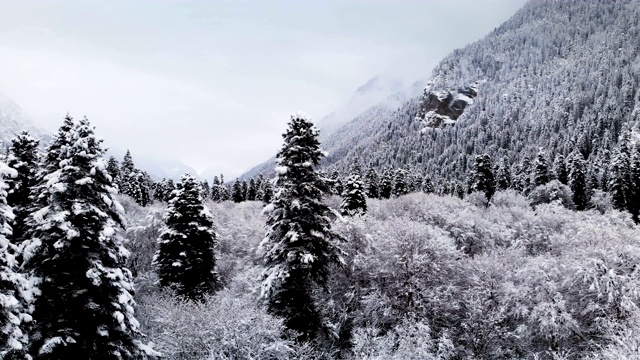 在冬天阴天森林的鸟瞰图。冬天大自然美丽的云杉和松树在雪地里视频素材