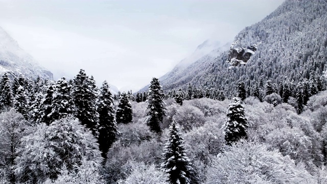 在冬天阴天森林的鸟瞰图。冬天大自然美丽的云杉和松树在雪地里视频素材