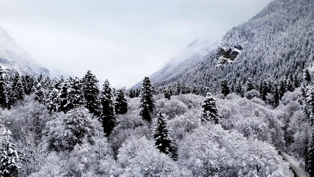 在冬天阴天森林的鸟瞰图。冬天大自然美丽的云杉和松树在雪地里视频素材